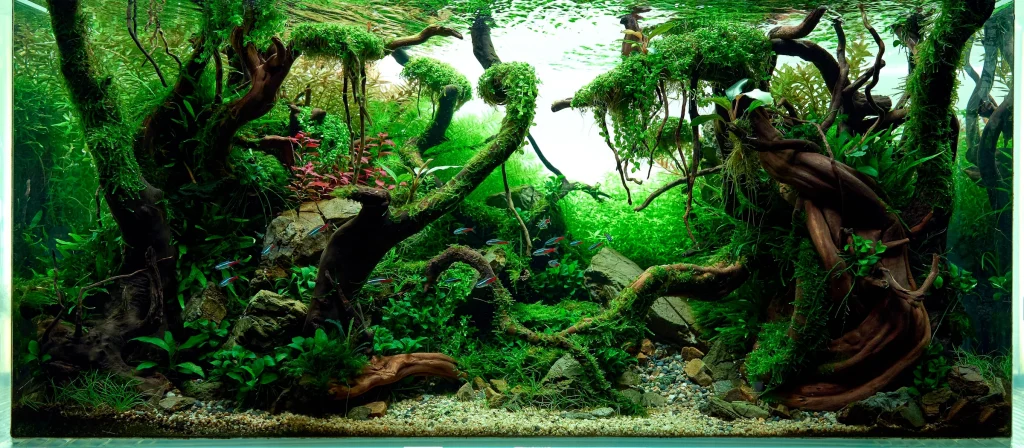 aquarium plants